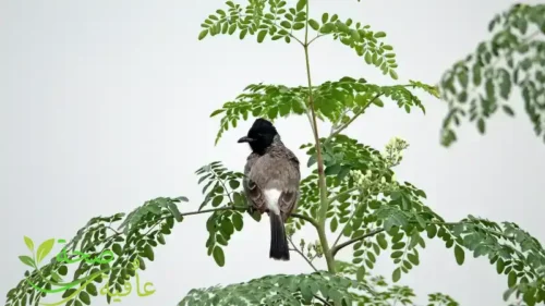 فوائد عشبة المورينجا الغذاء المعجزة 