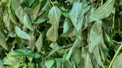 أضرار الملوخية