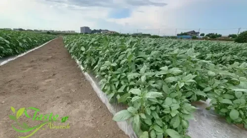 The Remarkable Benefits of Mulukhiyah | A Nutritional Powerhouse