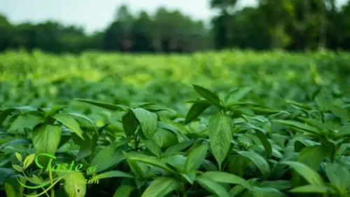 Molokhia Leaves | The Forgotten Egyptian Superfood 