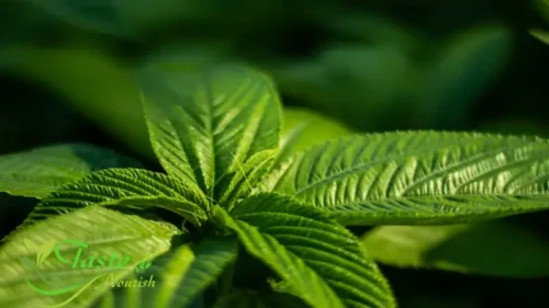 Molokhia Leaves | The Forgotten Egyptian Superfood Taking the World by Storm