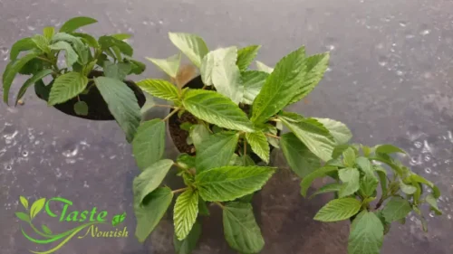 Molokhia Syrian Style | Authentic Recipe, 