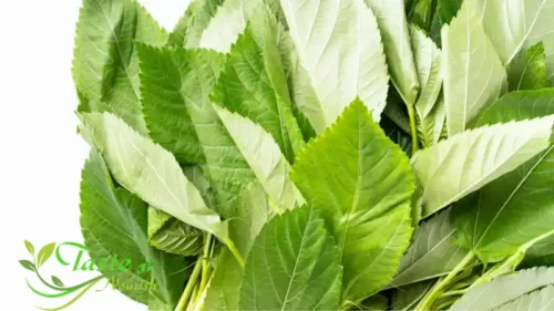 Side Effects of Molokhia | Complete Safety Guide, Drug Interactions & Who Should Avoid It (2025)